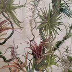 glass botanical panel with preserved plants composition