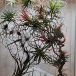 glass botanical panel with preserved plants composition